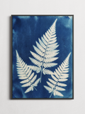 Fern cyanotype botanical poster framed on a wall